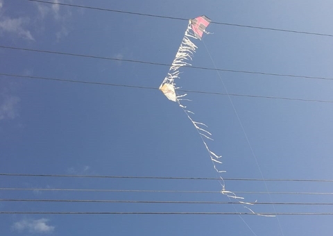 Amazonas Energia alerta para cuidados com papagaios na rede elétrica