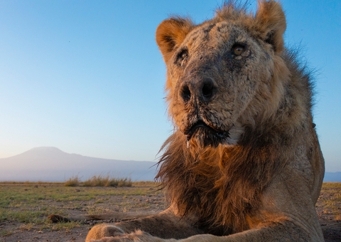 Leão selvagem mais velho do mundo é morto por agricultores 