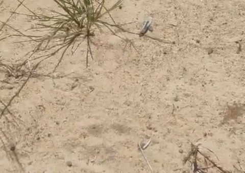 Rastros de onça geram apreensão entre moradores de Iranduba