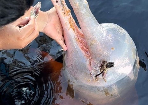 Atração turística, boto ‘Curumim’ tem olho perfurado por arpão no Amazonas