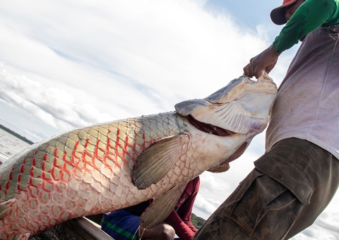 Transporte ilegal de pirarucu no Amazonas é ato criminoso tanto quanto a pesca em período proibido