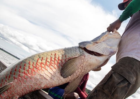 Presença de pirarucu em rios brasileiros ameaça peixes nativos, alerta pesquisador da Ufam
