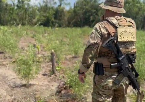 PF destrói 8 mil pés de maconha em plantações clandestinas no Amazonas