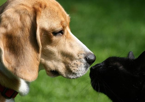 Nilton Lins realiza atendimentos gratuitos para pets a partir de sexta em Manaus