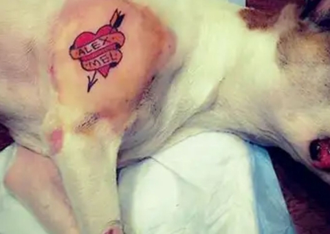 Governo sanciona lei que proíbe tatuagens e piercings em cães e gatos