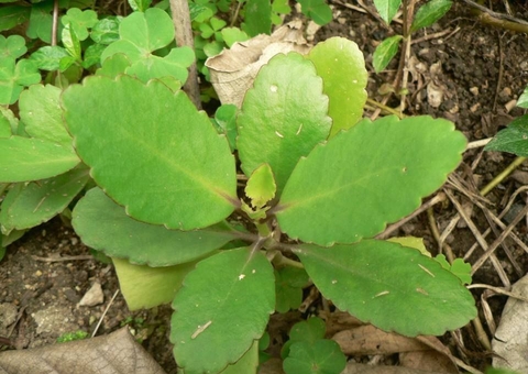 Sumo de planta combate inflamações; saiba como preparar