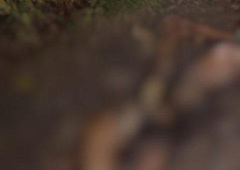 Corpo de homem é encontrado em chamas no Ramal do Ipiranga