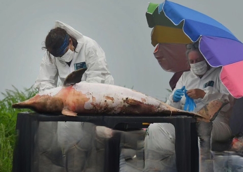 Mais 70 botos são encontrados mortos em meio à seca no Amazonas