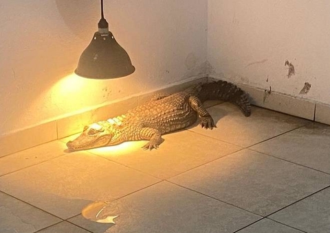 Polícia resgata jacaré e outros 85 animais silvestres em casas