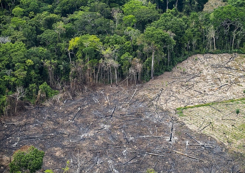 Desmatamento na Amazônia possibilita o aumento de bactérias