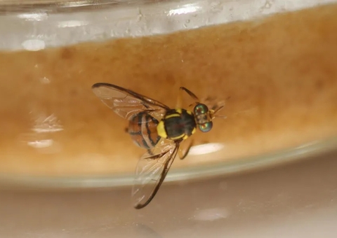 Entenda porque a 'mosca maldita' é uma das mais perigosas do mundo