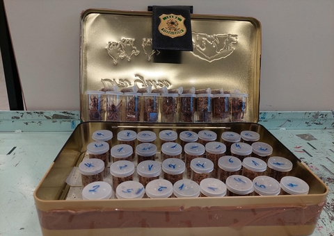 Brasileiro que transportou 50 aranhas da Bélgica para SP é multado em R$ 12 mil