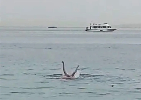 Vídeo: Russo é devorado após ser atacado por tubarão