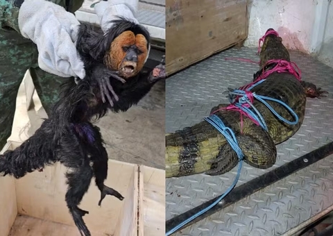 Macaco e jacaré são resgatados transitando em ruas de Manaus