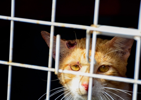 Manaus faz levantamento para identificar animais com esporotricose