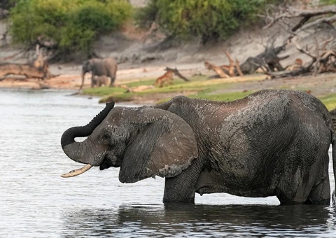 Elefanta mata duas turistas durante safári em parque da Zâmbia