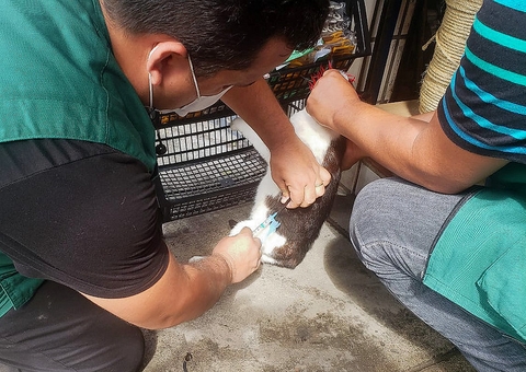 Cães e gatos são vacinados em áreas afetadas pela enchente em Manaus