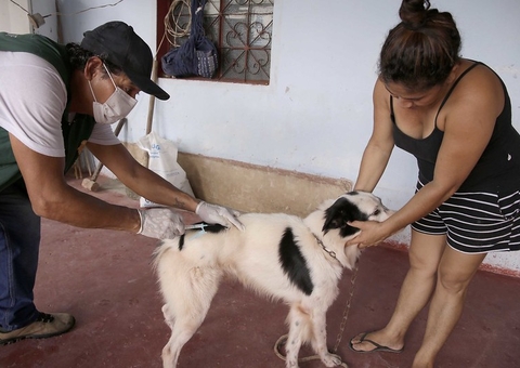 Confira a programação semanal da campanha antirrábica animal em Manaus