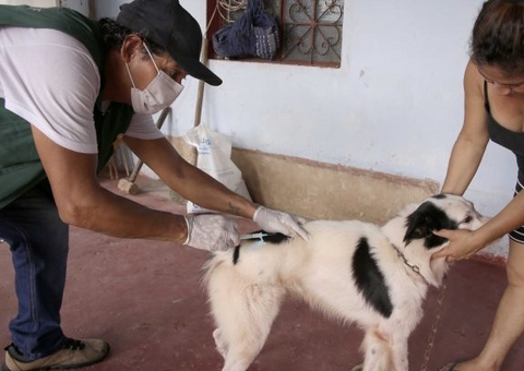Campanha antirrábica animal inicia na próxima quinta-feira em Manaus