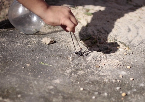 Centro de Zoonoses explica surgimento de escorpiões em Manaus