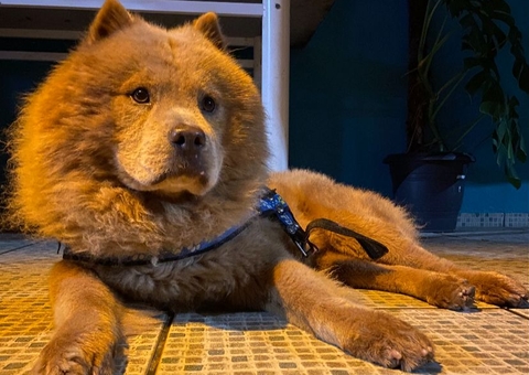 Especialista faz alerta sobre alimentação e estresse em animais no Réveillon