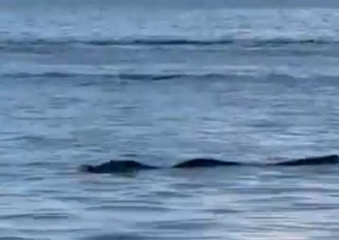 Jacaré de quase três metros na Ponta Negra é monitorado pelos bombeiros; veja vídeo