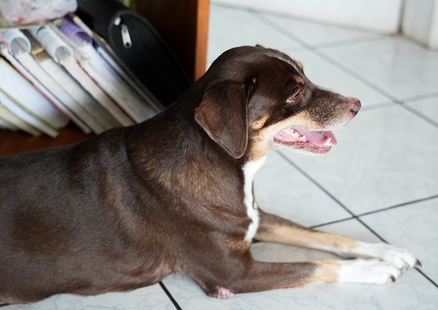 Campanha de vacinação antirrábica tem visita de casa em casa e pontos fixos em Manaus