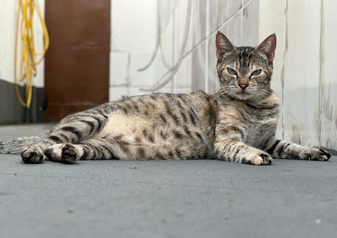 Réveillon Pet: especialistas alertam para riscos alimentares e estresse