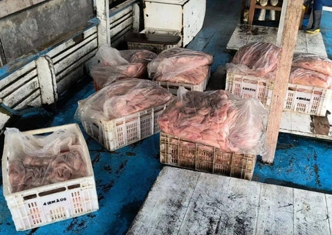 Vigilância Sanitária apreende mais de meia tonelada de peixe estragado em Manacapuru