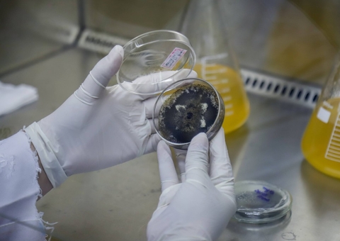 Estudo investiga uso de mandioca no tratamento de câncer de pele