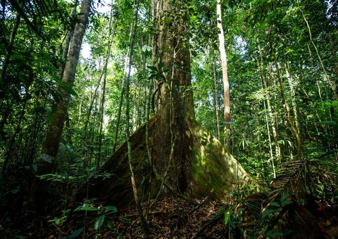 Reino Unido anuncia mais R$ 215 milhões para o Fundo Amazônia