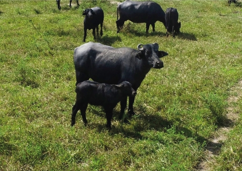 Pesquisa possibilita nascimento de primeiro búfalo de proveta da Amazônia