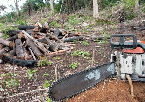 Amazonas foi o segundo no país em índice de desmatamento em 2021