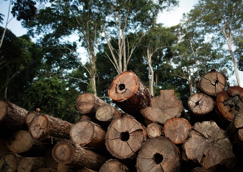Exploração ilegal de madeira no Amazonas será investigada pelo MPAM