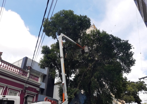 Árvore de 15 metros com risco de tombamento é retirada do Centro de Manaus