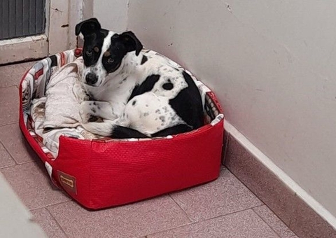 Cachorro será indenizado após ganhar ação judicial contra ex-tutor por maus-tratos 