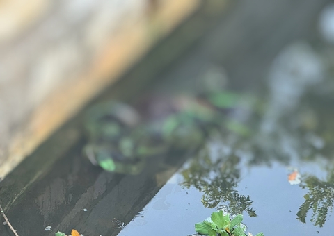 Com mãos amarradas, homem é encontrado boiando em igarapé no Tarumã