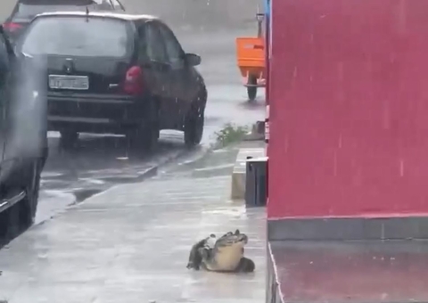 Jacaré que circulava por calçadas do Coroado é resgatado pelos bombeiros