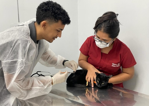 Dia Mundial do Gato celebra e conscientiza para uma vida felina saudável