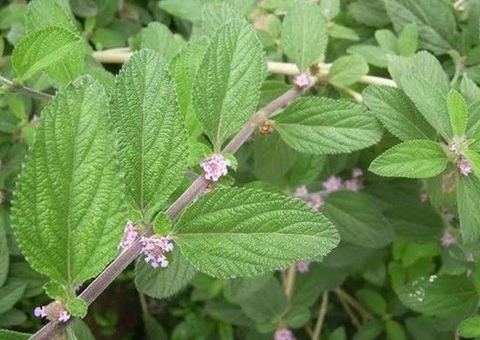 Chá de cidreira combate dor de cabeça e gases; conheça benefícios