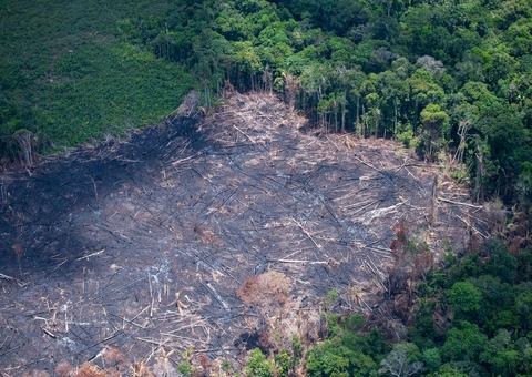Amazonas lidera desmatamento no pior abril em 10 anos, aponta Imazon