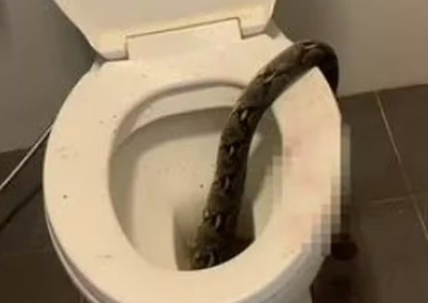 Homem leva picada de cobra nos testículos ao sentar em vaso sanitário 