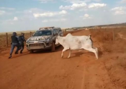 Vídeo: Vaca põe policiais para correr após ser libertada