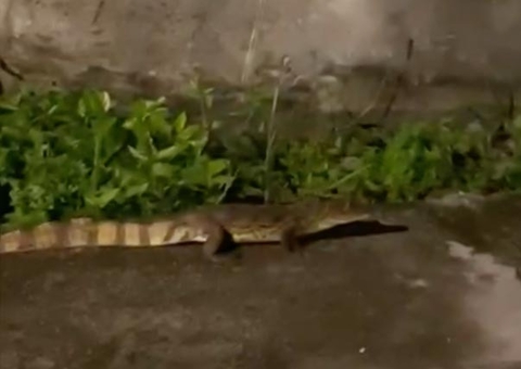 Jacaré é flagrado caminhando em rua do Alvorada; vídeo