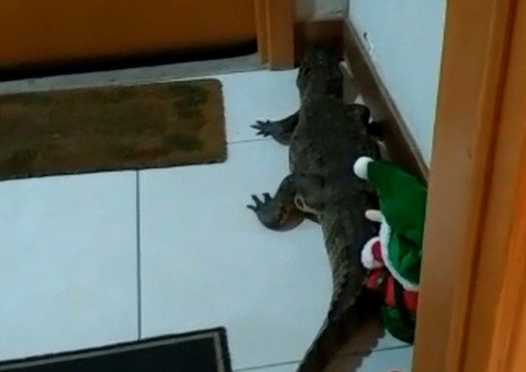 Jacaré surge do nada em porta de apartamento de luxo no Rio de Janeiro; veja vídeo