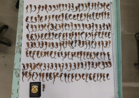 Moradora do RJ tenta enviar cavalos-marinhos para os EUA e leva multa de R$ 1 milhão