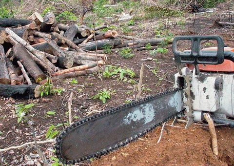 Estudo mostra que florestas tropicais em recuperação compensam 26% das emissões de carbono