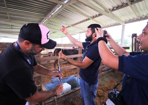 Vacinação contra febre aftosa inicia na segunda em oito municípios do Amazonas