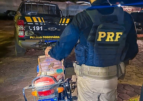 PRF prende motociclista flagrado com curió dentro de gaiola no Amazonas