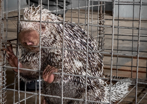 Porco-espinho, preguiça e quelônios são resgatados em operação no Amazonas